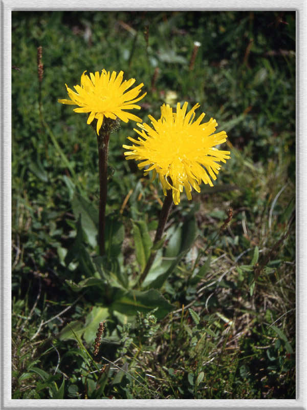 Hypochaeris uniflora